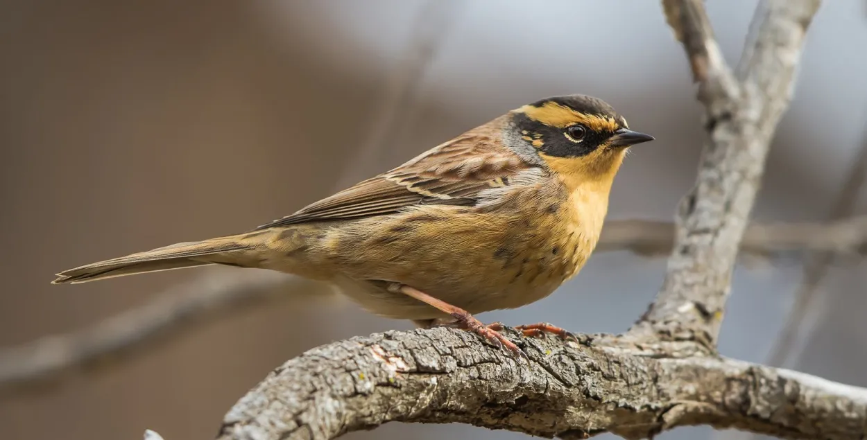 Сибирская завирушка / facebook.com/APB.BirdLife.Belarus/