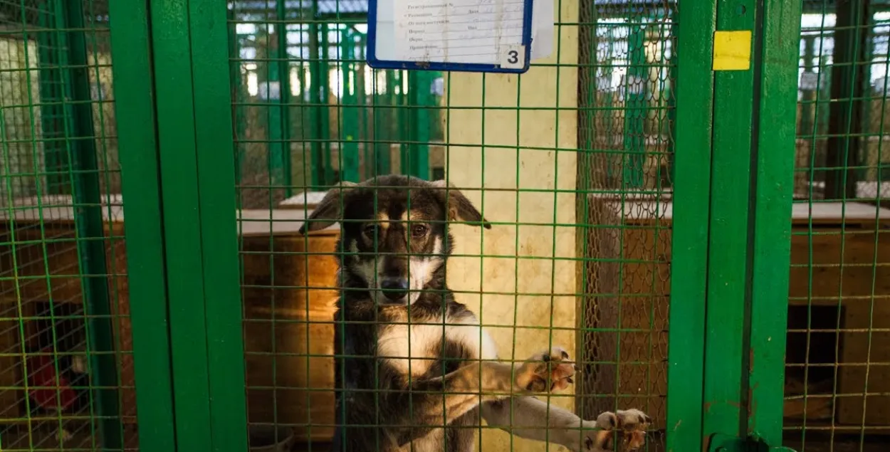 Leaving a dog in a cage or on a leash for a long time is also cruelty / Euroradio