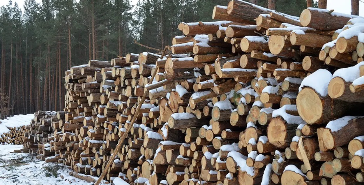 У Беларусі спрашчаюць працэдуру нарыхтоўкі дроў насельніцтвам