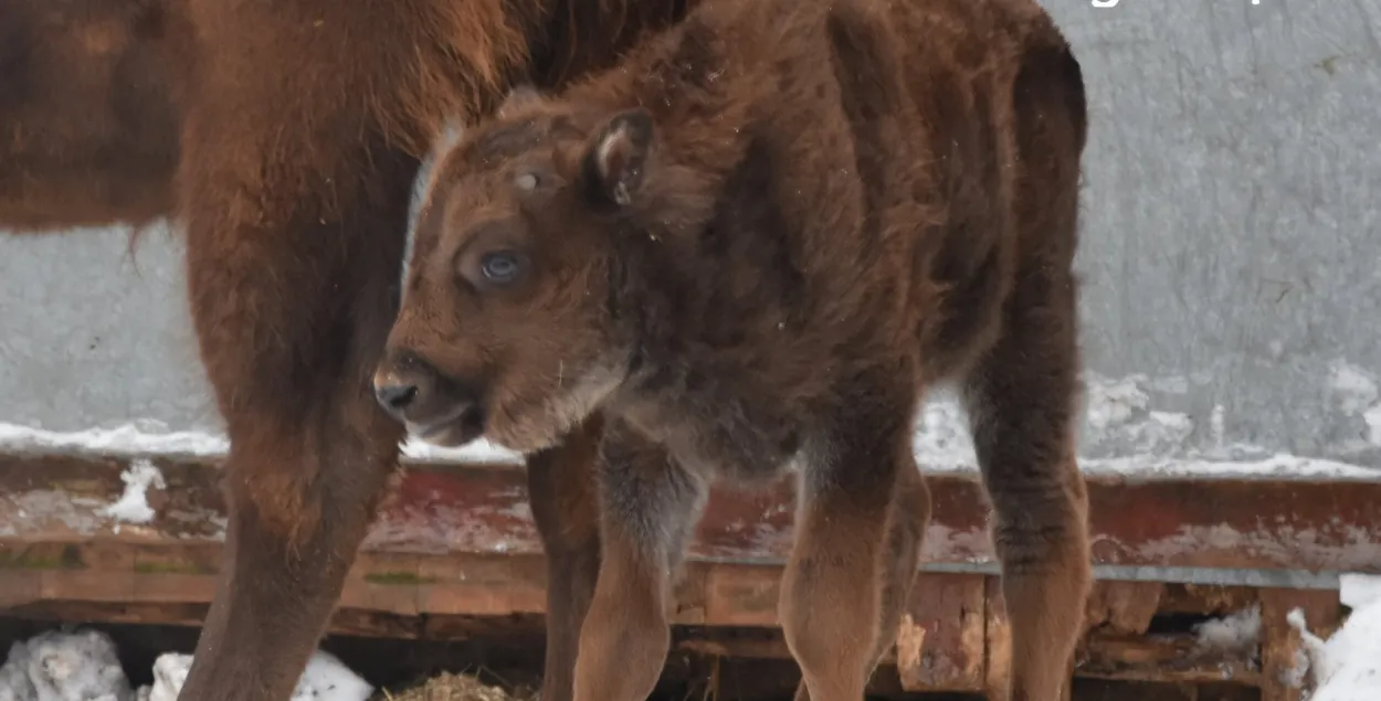 Зубраня нарадзілася ў Мінскім заапарку / minskzoo.by
