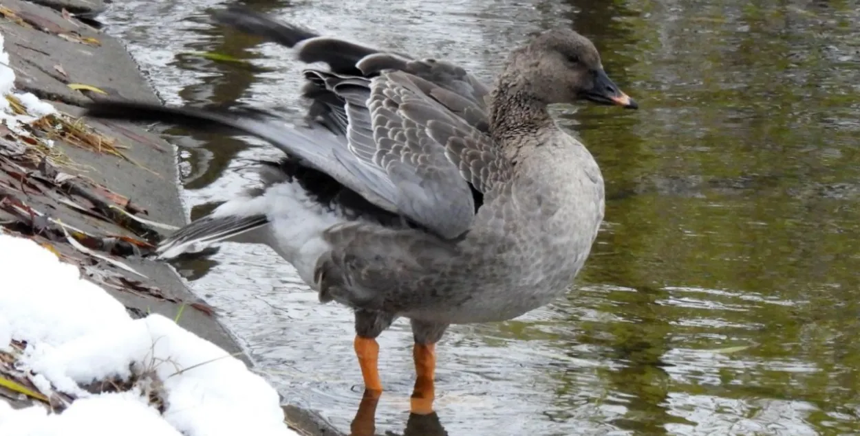 Вясна / t.me/wildlifebelarus/
