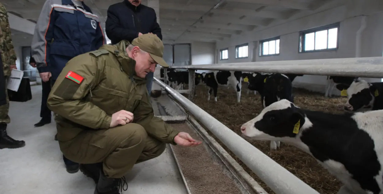 Шуневіч наведаў ферму, яму паказалі чыстых кароваў (фота, відэа)