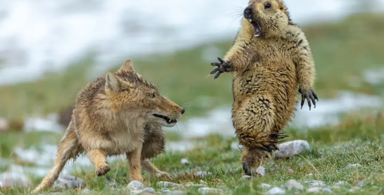 На нем зафиксирован момент нападения лисы на сурка / Yongqing Bao / Wildlife Photographer of the Year 