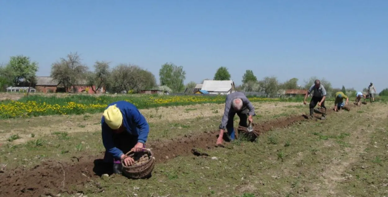 За працу на полі загінулай Вікторыі Папчэні абяцалі вядро бульбы