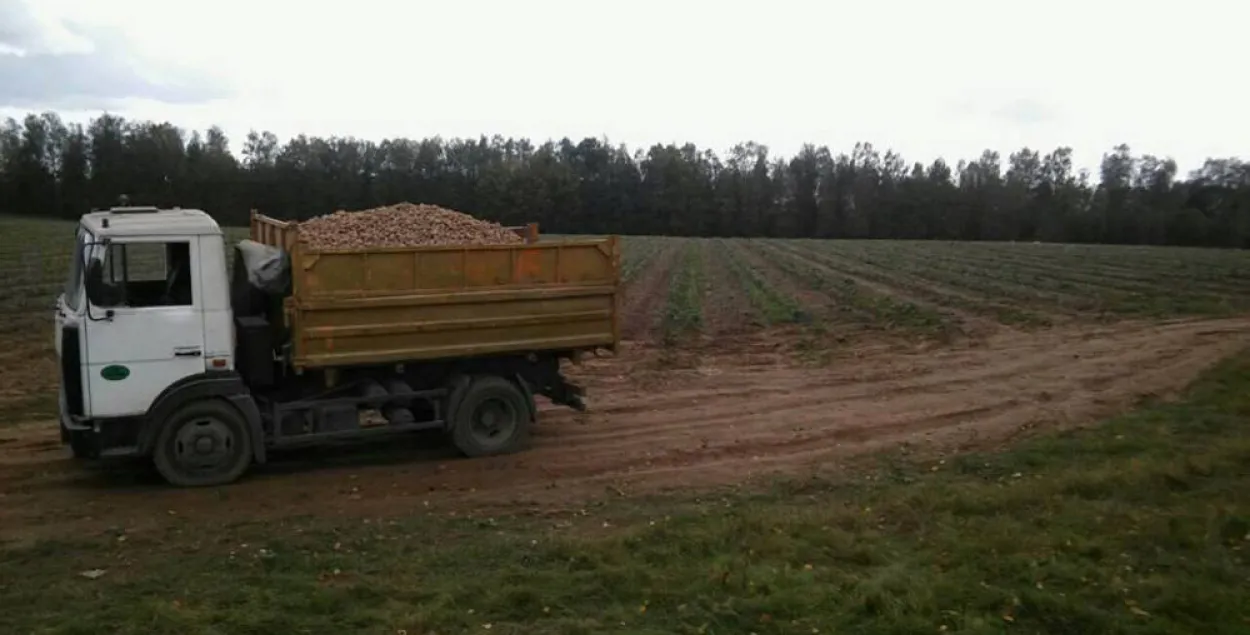 За смерць Вікторыі Папчэні “на бульбе” дырэктару школы далі вымову