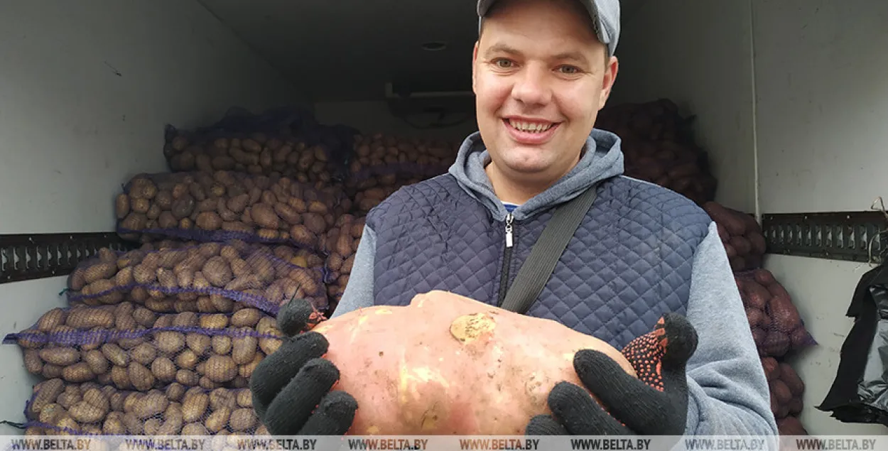 Пад Іўем вырасцілі бульбіну, з якой можна зрабіць дранікаў на цэлую сям'ю