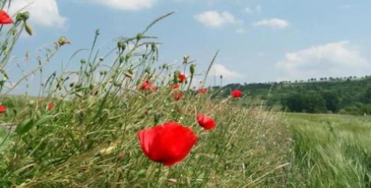 У панядзелак у Беларусі пацяплее, будзе амаль без ападкаў