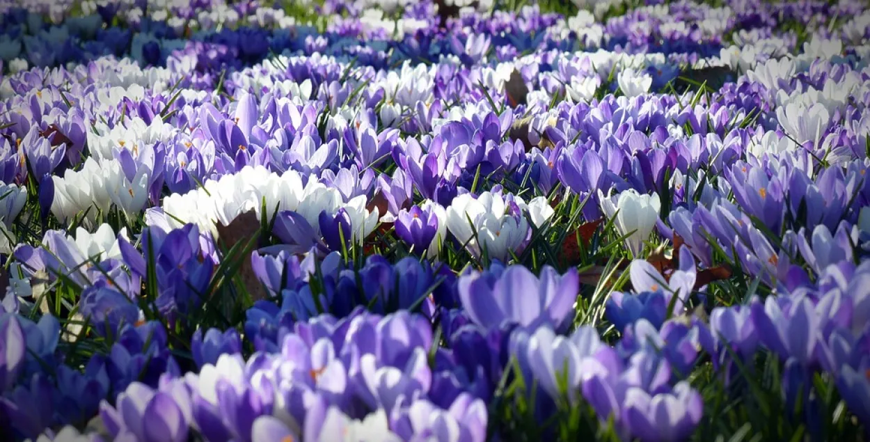 Синоптики на 20 марта прогнозируют настоящую весну / pixabay.com
