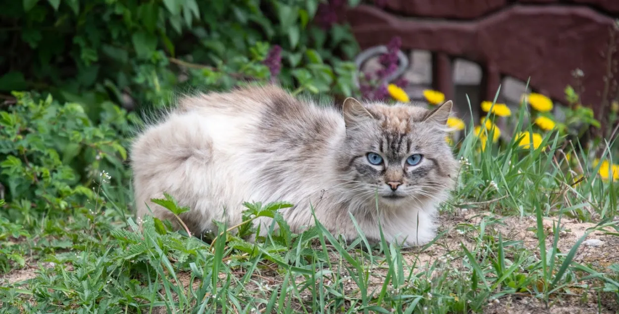 Кот на вуліцы / Раман Пратасевіч, Еўрарадыё