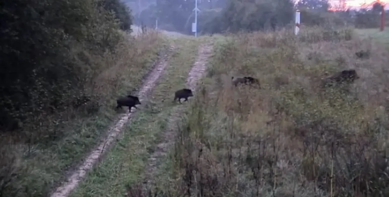 Фото: скриншот с видео.