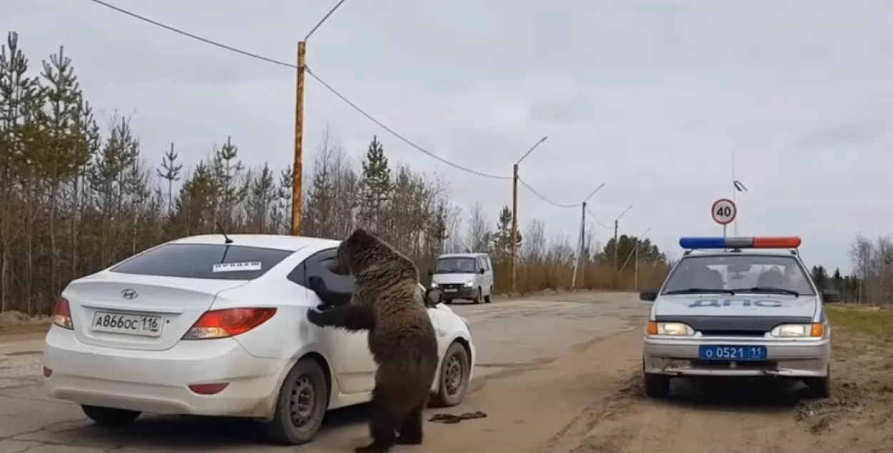 Мядзведзь хадзіў на задніх лапах і выпрошваў у аўтамабілістаў пачастунак