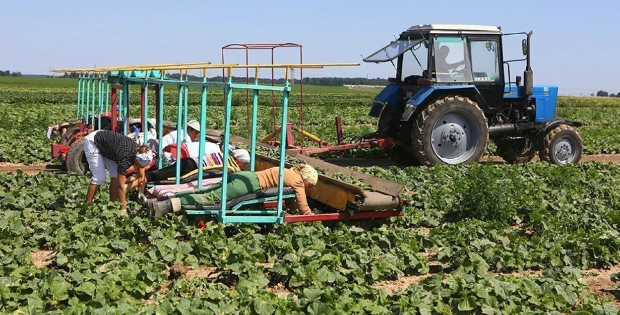 Глядзіце, як у Гродзенскім раёне збіраюць ураджай гуркоў (фота)