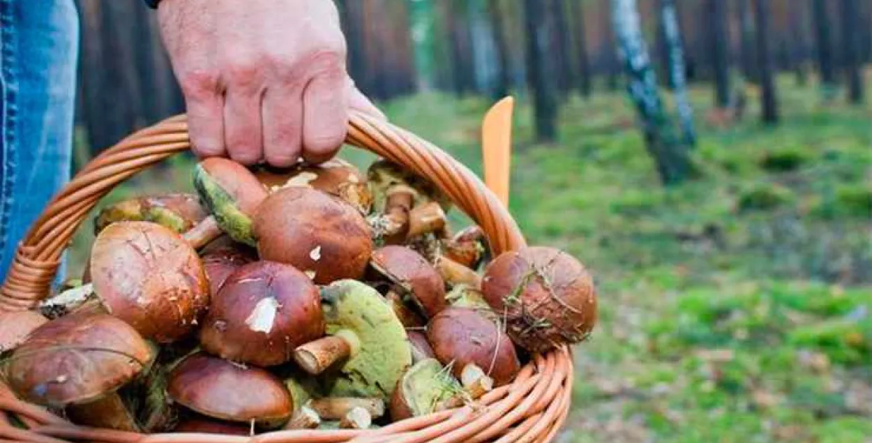 У Віцебскай вобласці грыбнік блукаў па лесе амаль тыдзень