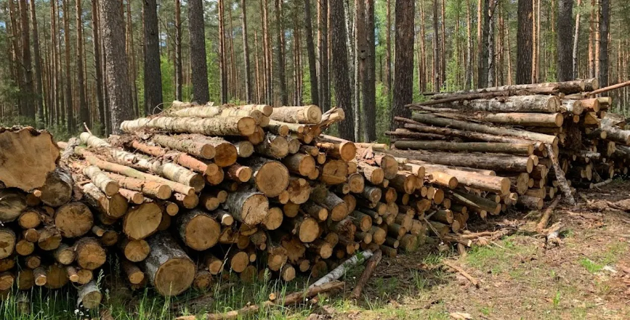 У Мінлясгасе Беларусі прызналі, што секчы лес сталі больш