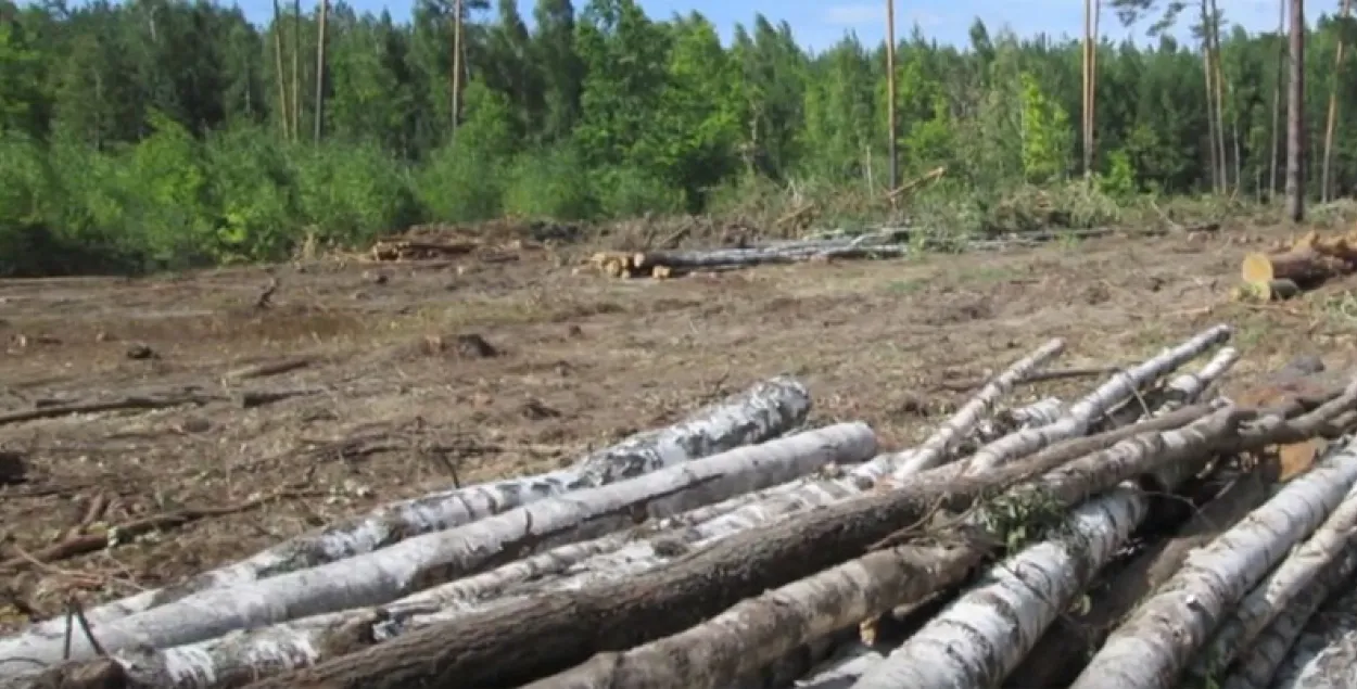 У Калінкавіцкай лясной гаспадарцы незаконна знішчалі лес