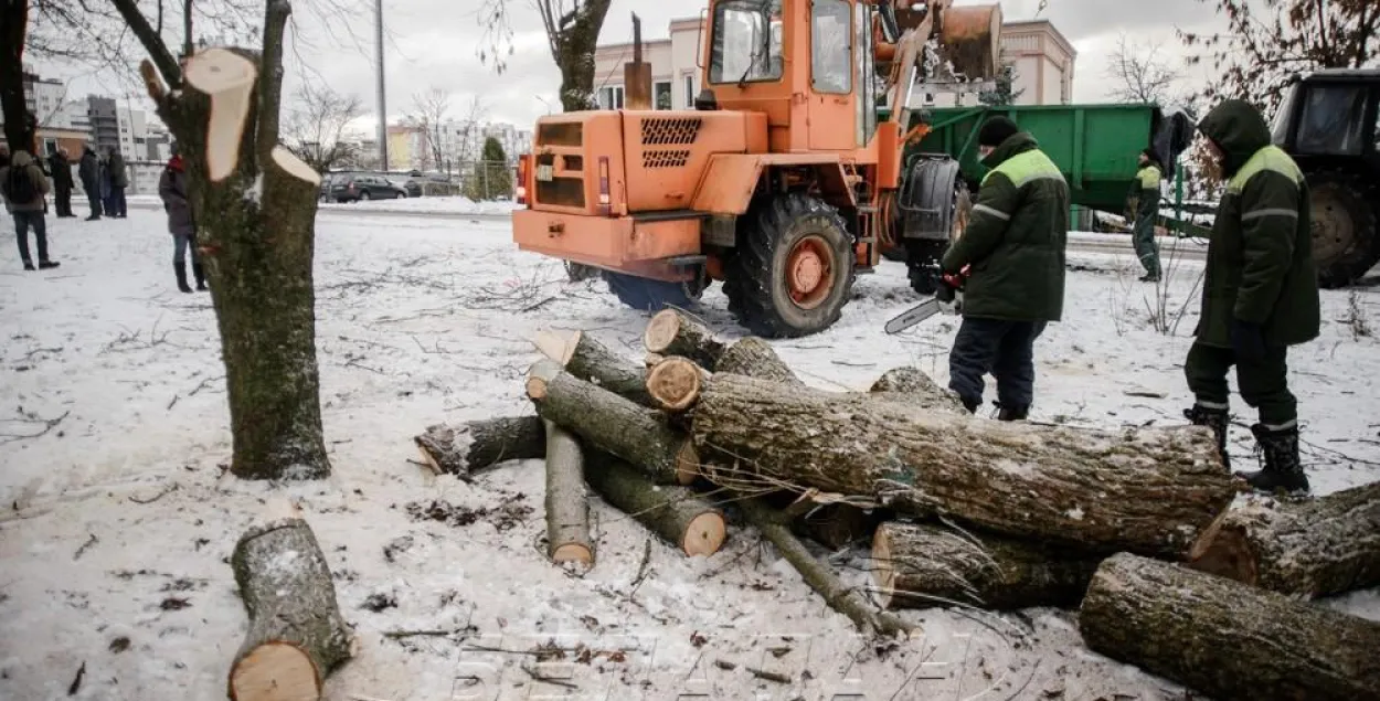 У мінскім скверы Катоўка зноў пачалі высякаць дрэвы