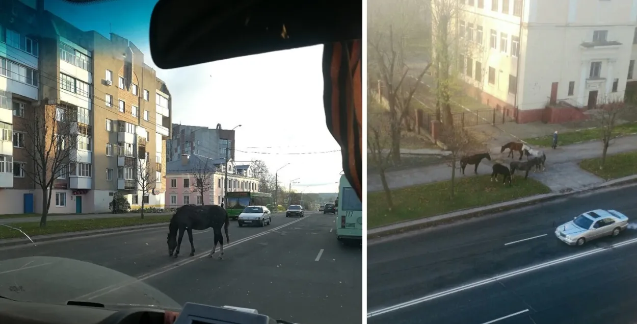 Па цэнтры Магілёва гуляюць коні (фота)