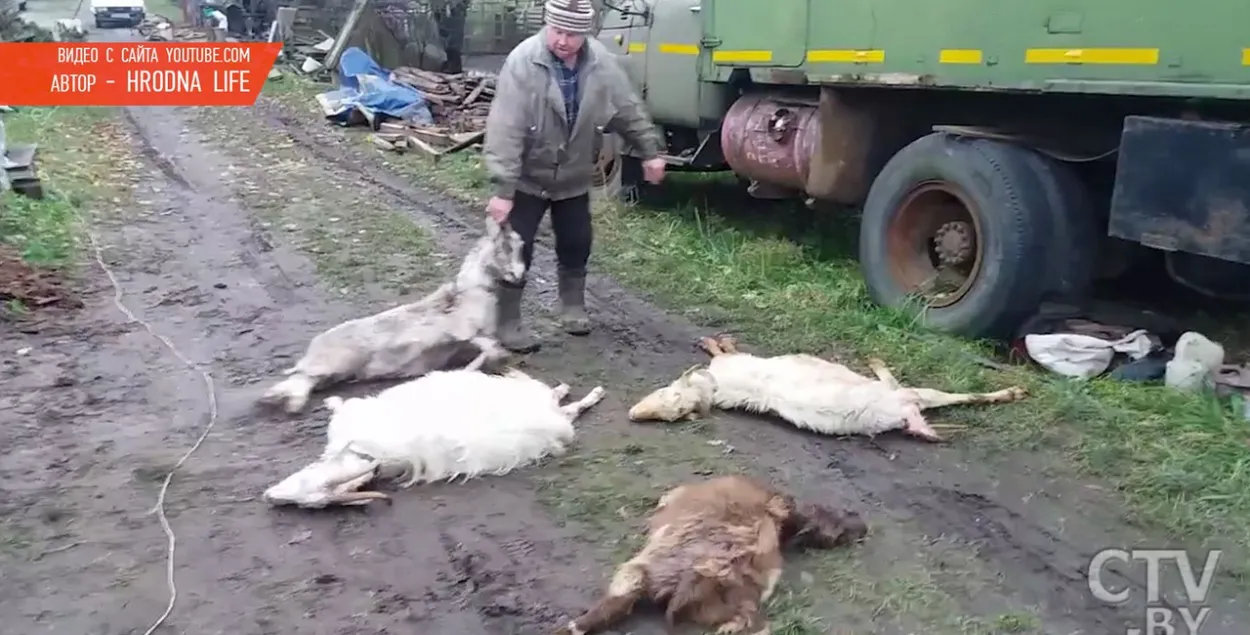 Бяздомныя сабакі ў Гродне загрызлі статак коз