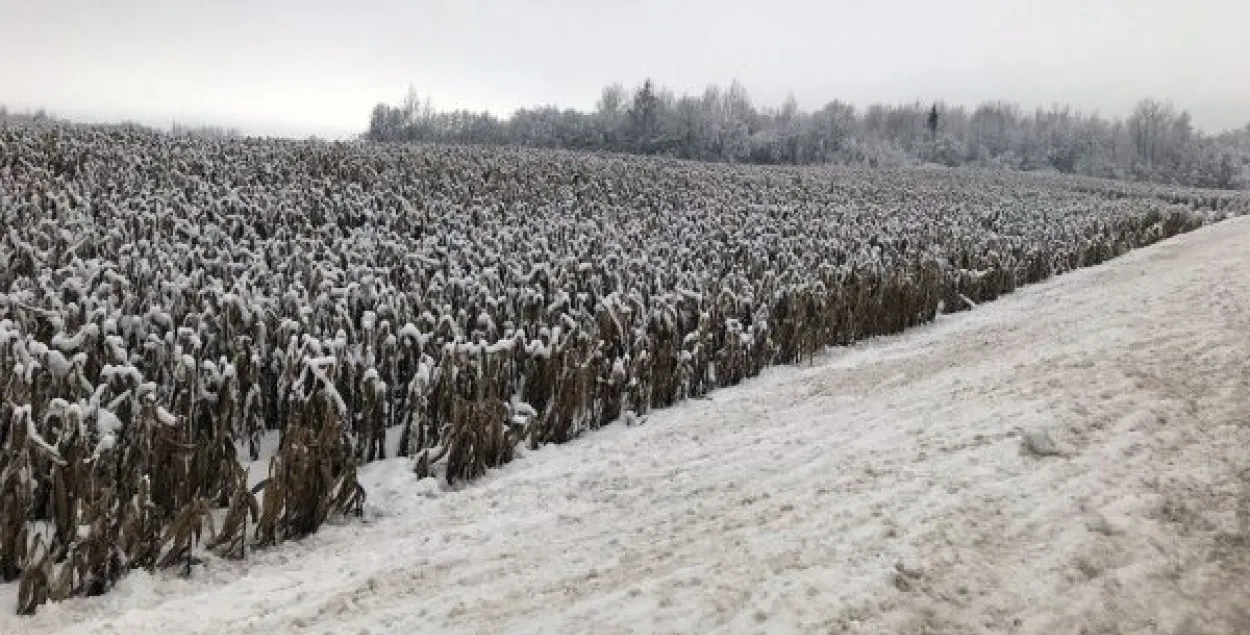 Каля Віцебска пад снегам стаіць непрыбранае поле кукурузы