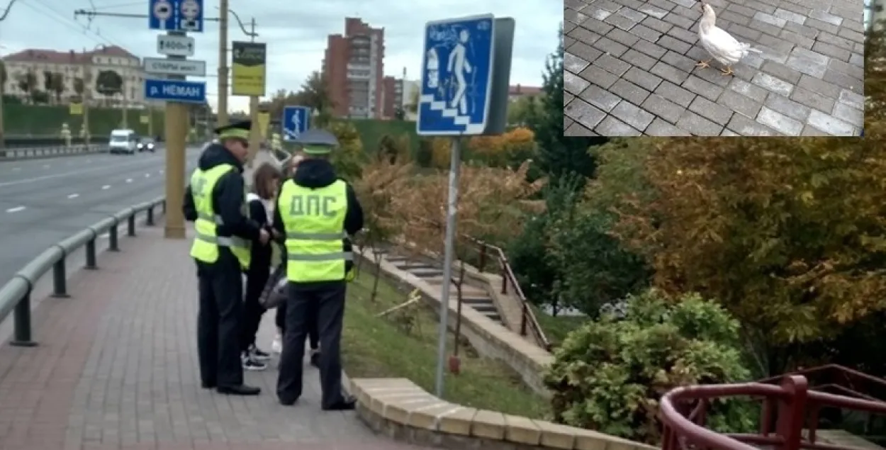 У цэнтры Гродна ДАІ і МНС дзве гадзіны лавілі курыцу на дарозе