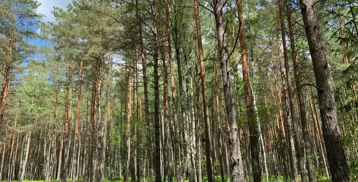 В 25 районах Беларуси введены ограничения и запреты на походы в лес