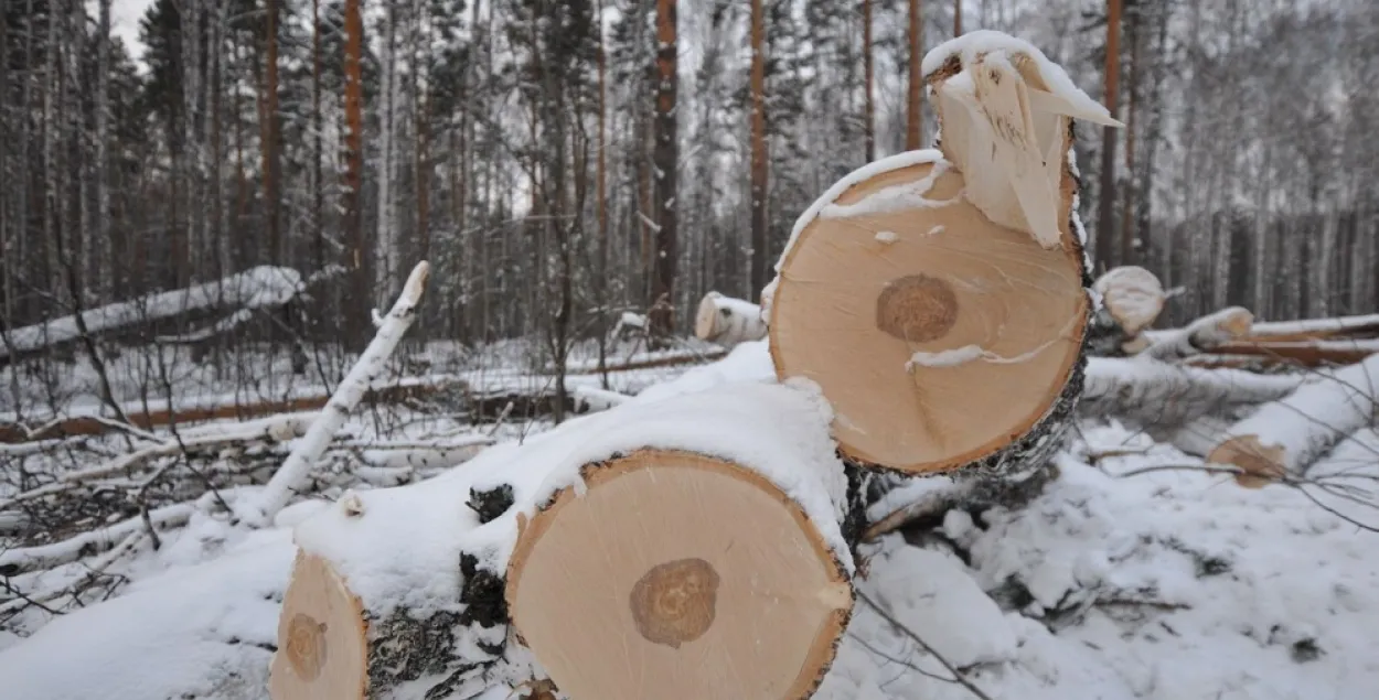 У беларускіх лясах з дапамогай фотапастак злавілі 20 парушальнікаў