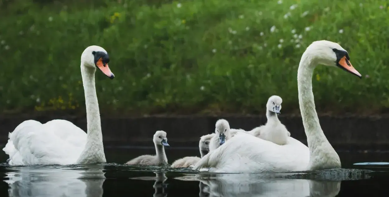 Семейная прогулка​ / @wildlifebelarus