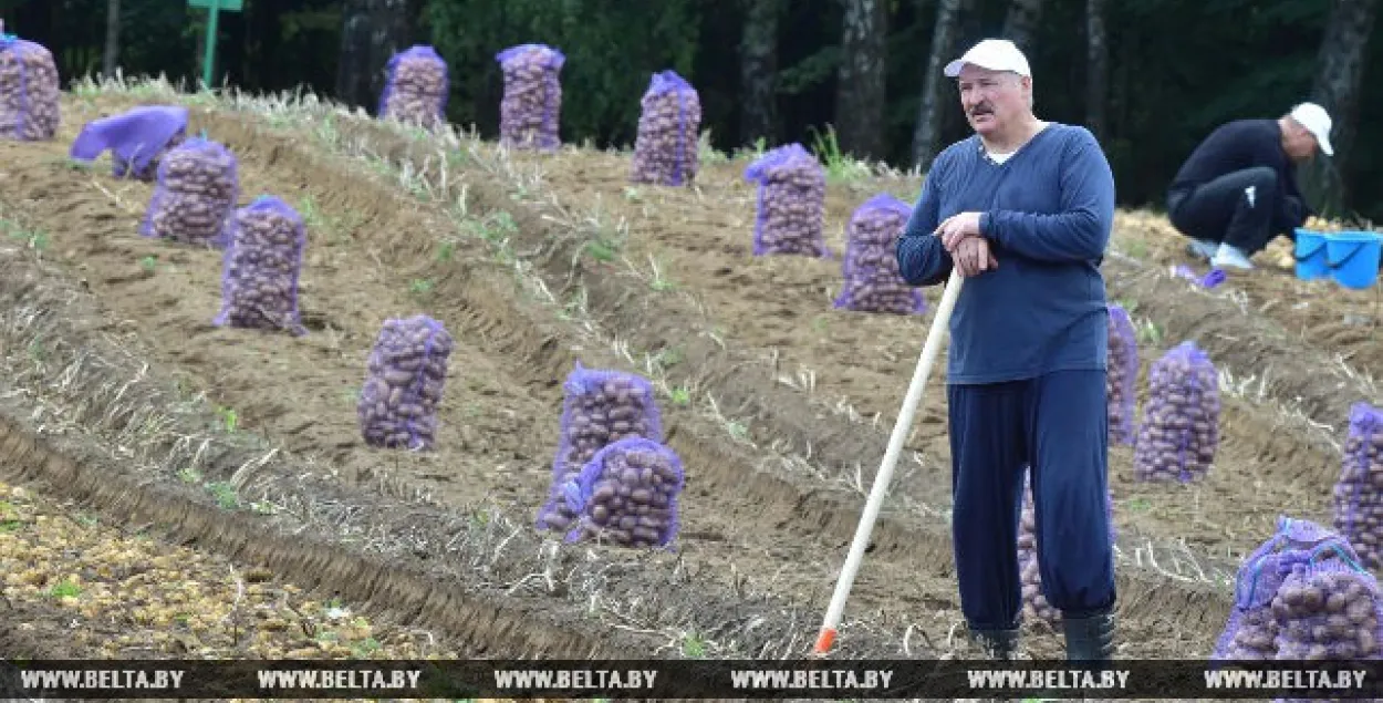 Афіцыйныя СМІ паказалі, як Лукашэнка з сынам Колем капае бульбу