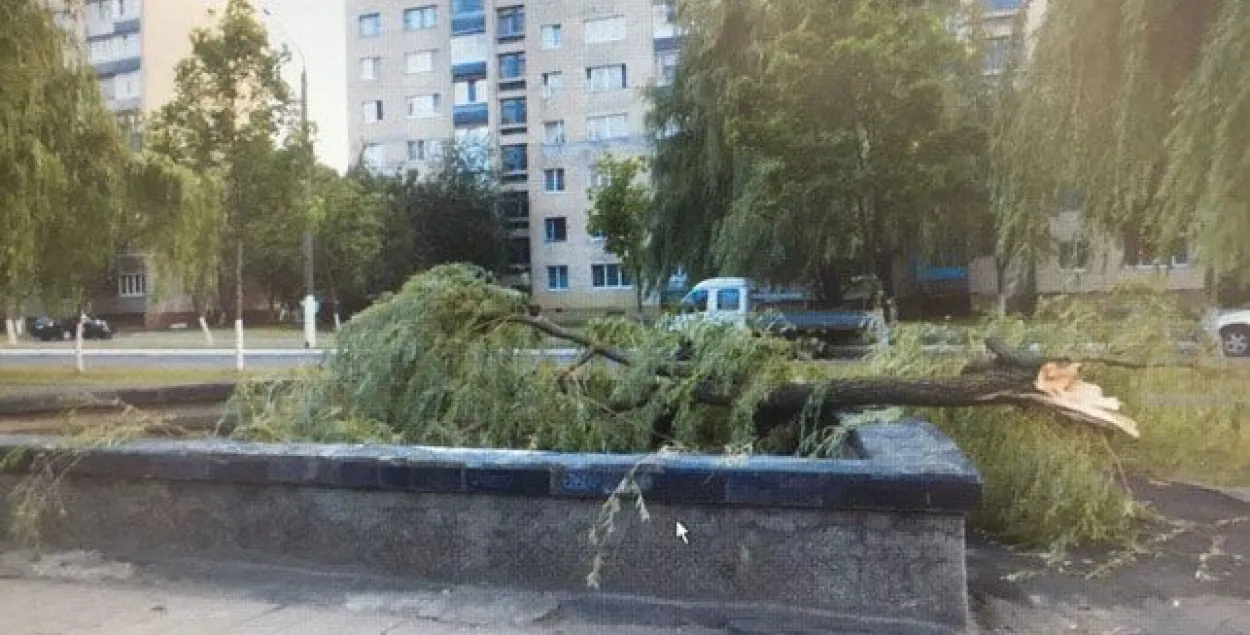 У Мазыры сук, адламаны ветрам, прабіў галаву 12-гадоваму хлопчыку