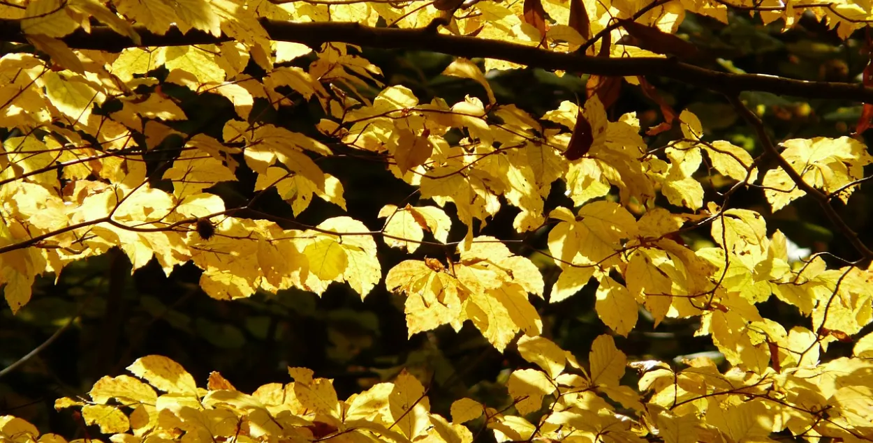 Фото: pixabay.com