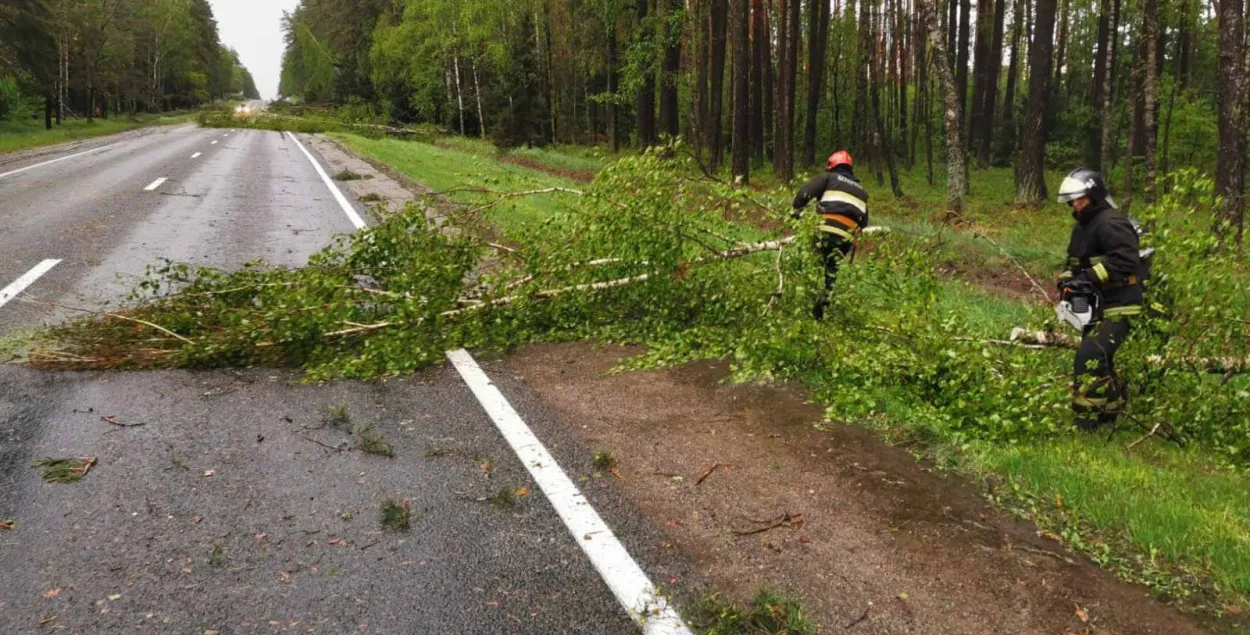 Дрэвы ўпалі на дарогу паміж Слонімам і Баранавічамі, спыняўся рух транспарту