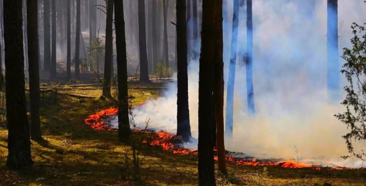 За вялікі лясны пажар пад Гроднам Следчы камітэт пачаў крымінальную справу