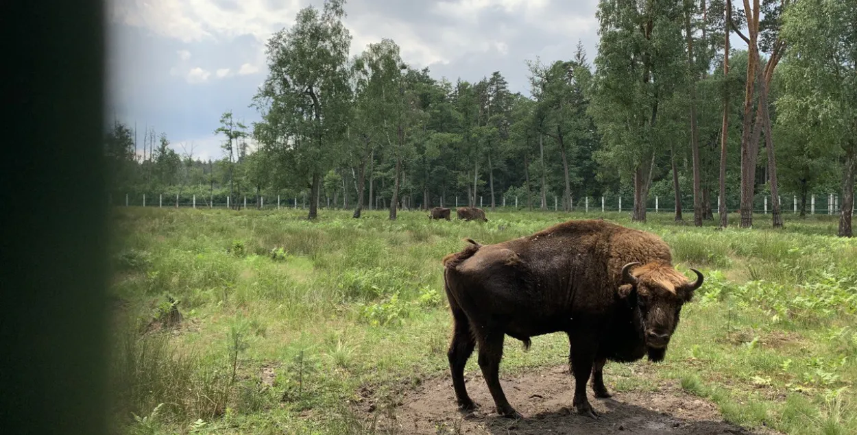 У англійскія лясы выпусцілі зуброў — на іх тут вельмі разлічваюць