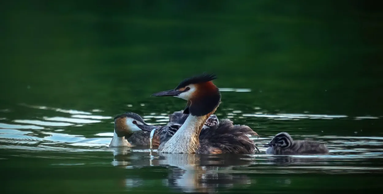 В жаркий день / t.me/wildlifebelarus​