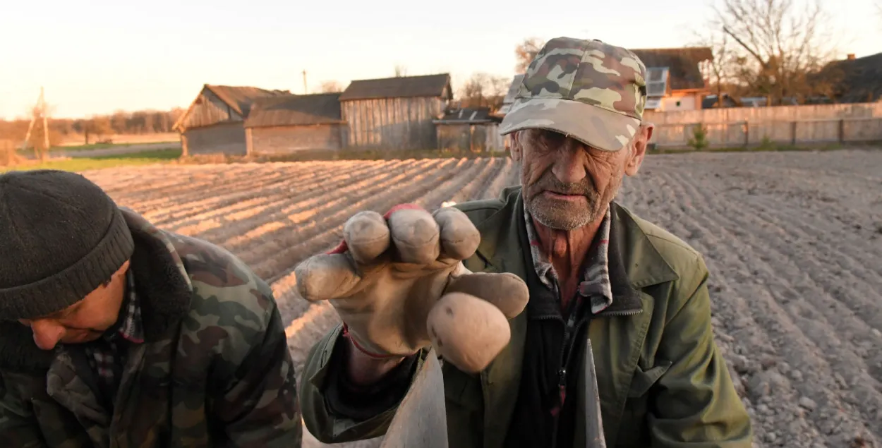 Potato is a secret &quot;weapon&quot; of Belarusians / Illustrative photo, Euroradio files