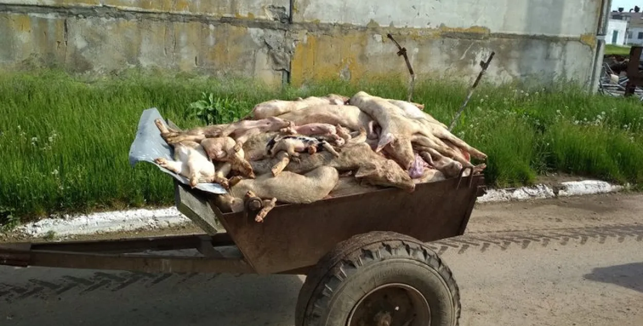 Дырэктара гаспадаркі пад Рагачовам, дзе галадаюць свінні, забралі сілавікі