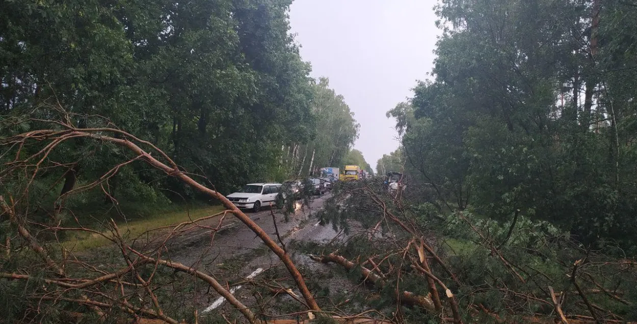 Бура на Брэстчыне заваліла трасу дрэвамі (фота)