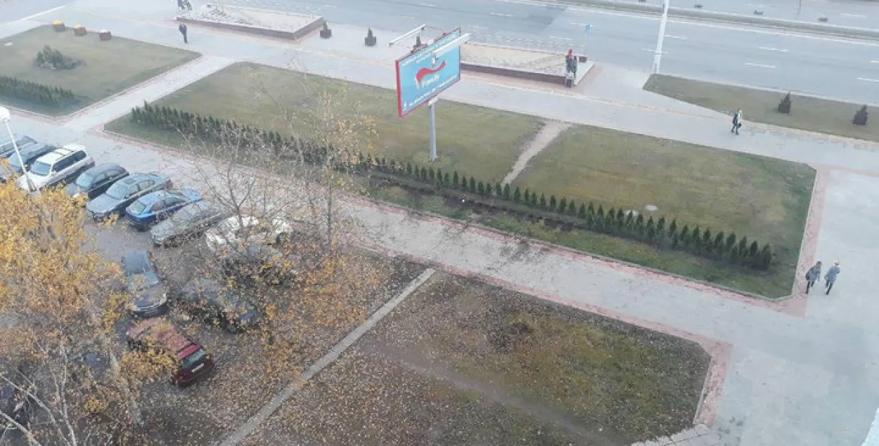 Міліцыя знайшла выкрадальніка 24 туяў з праспекта Пераможцаў у Мінску