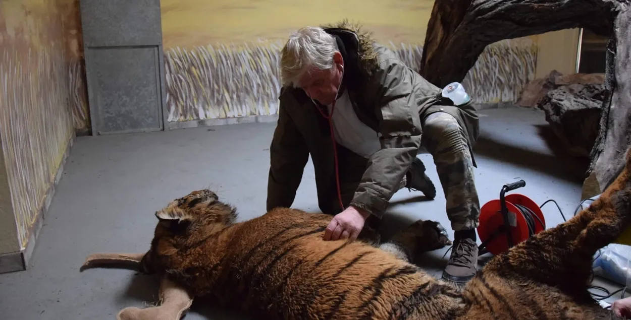 Jarosław Przybylski and one of the saved tigers&nbsp;/ Zoo Poznań