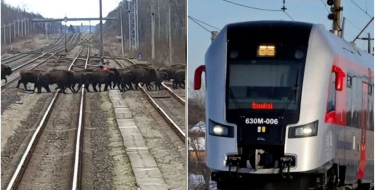 У Літве зубры цэлымі статкамі бегаюць праз чыгунку