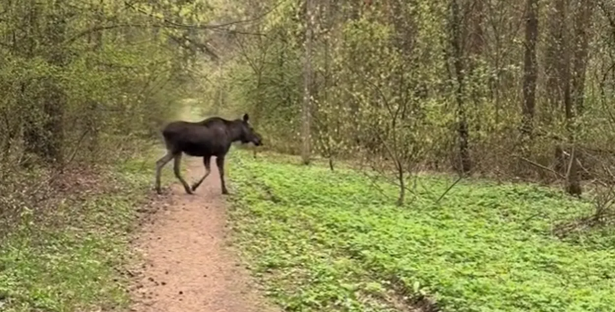 Скрыншот з відэа


&nbsp;

