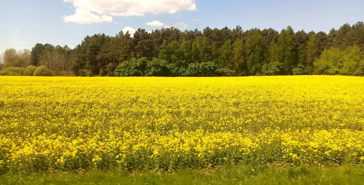 Парушаючы міжнароднае гуманітарнае права, рапс з Украіны едзе ў Расію і Беларусь
