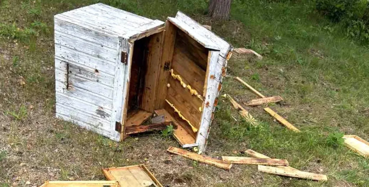 Пчальнік пасля налёту мядзведзя
