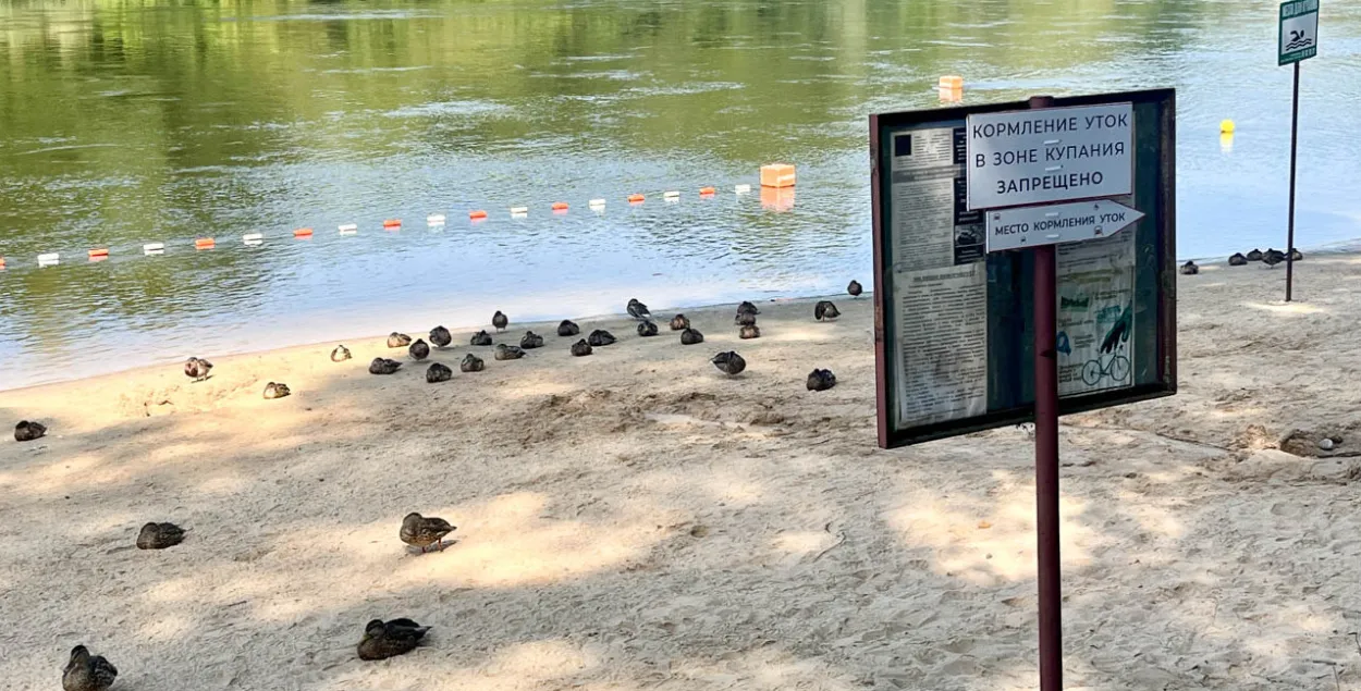 Утки на пляже в Гродно
