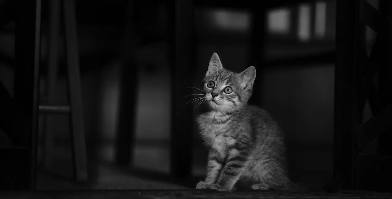 Мужчына раптам схапіў жывёлу і кінуў яе аб сцяну (ілюстрацыйнае фота)
