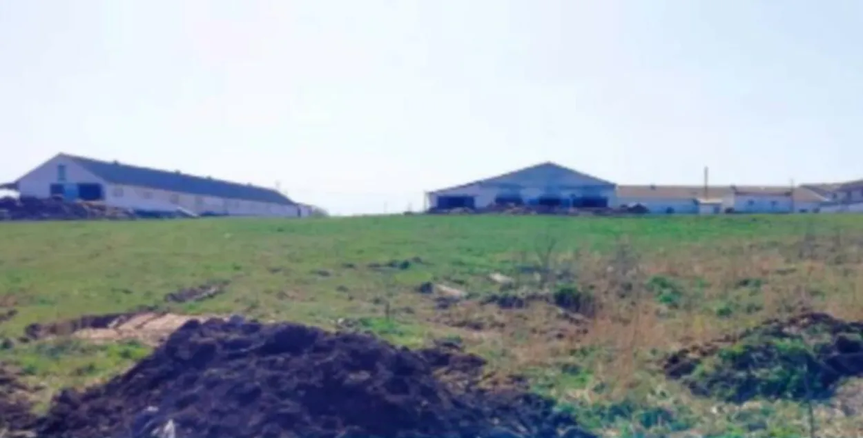 У Глыбоцкім раёне ўтойвалі падзеж жывёлы
