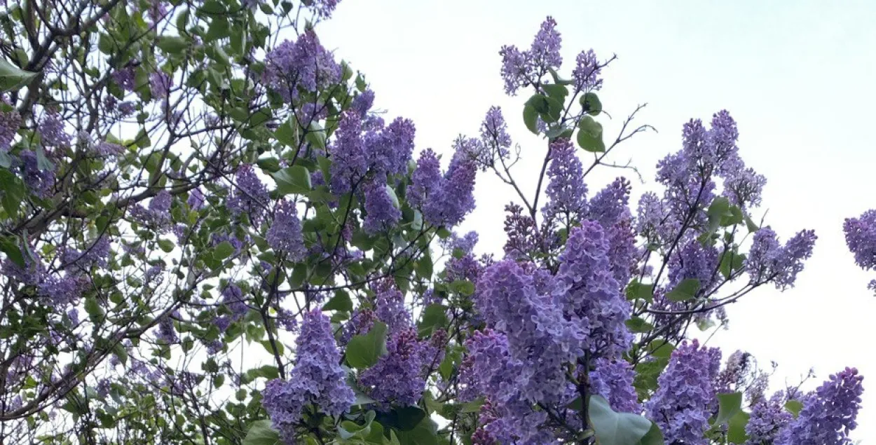 Сирень
