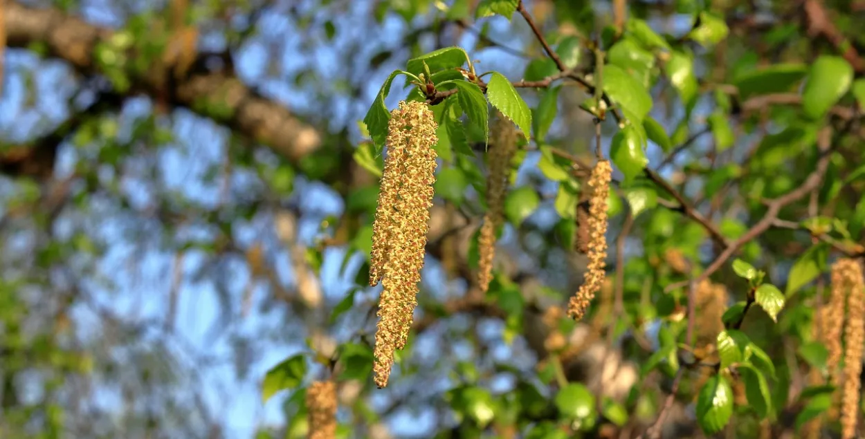 Цветение березы, иллюстративное фото
