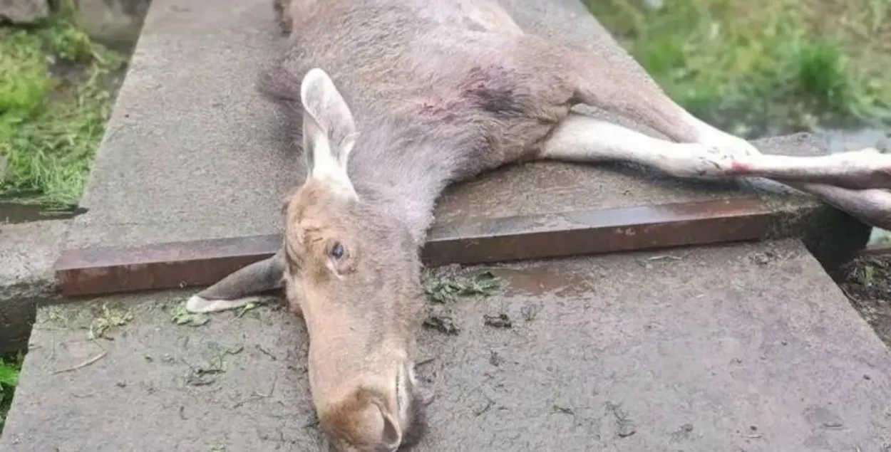 Загінулы лось

