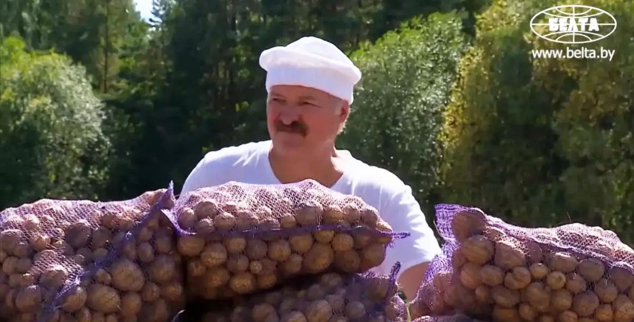 Лукашэнка на сяльгасработах
